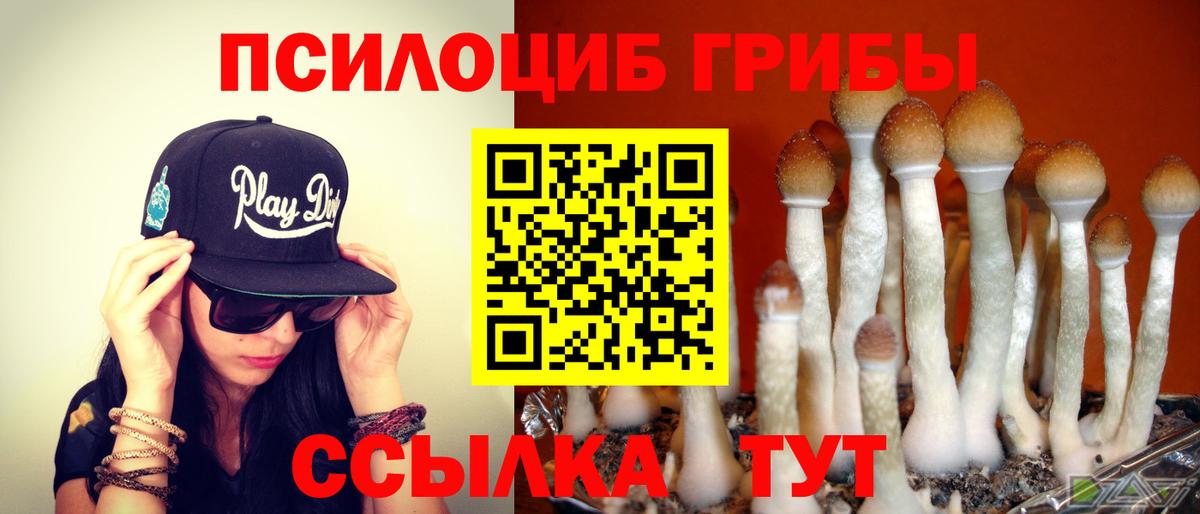 Псилоцибиновые грибы Psilocybe Омск